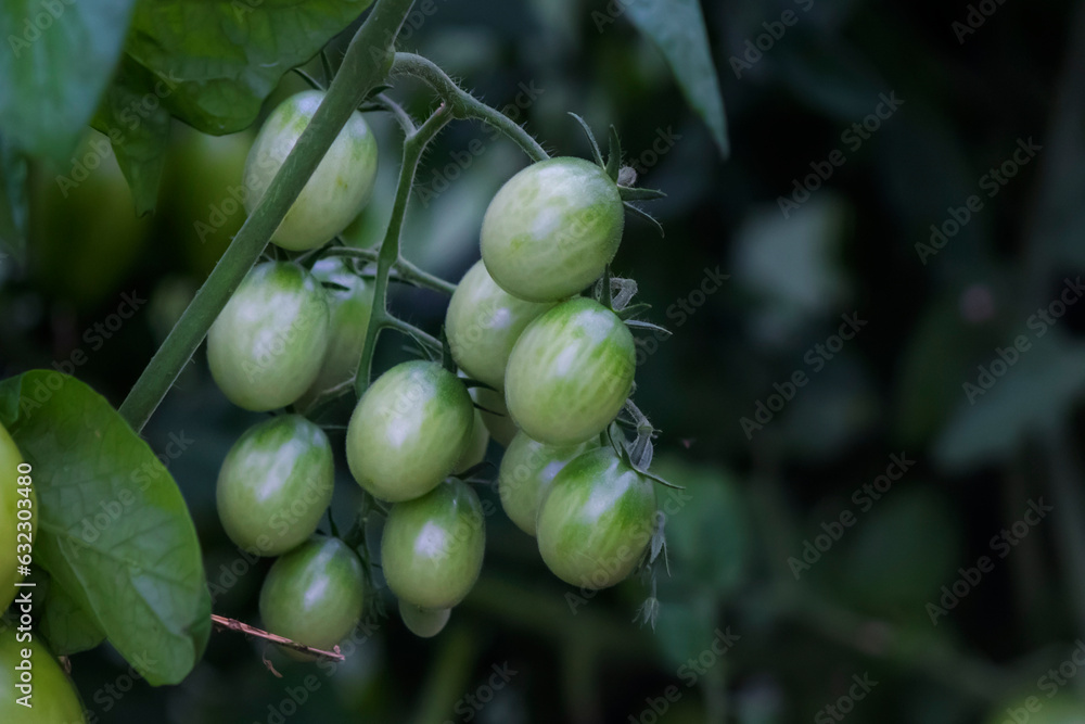 Fototapeta premium Green tomatoes hang from a tomato plant in a greenhouse.
