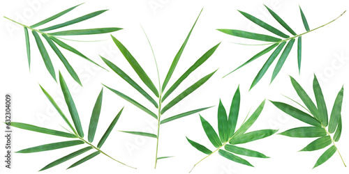 Fototapeta Naklejka Na Ścianę i Meble -  Bamboo Leaves Isolated on White Background with Clipping Path