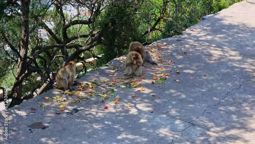 Barbary Macaques monkey on upper rock in Gibraltar Natural Reserve. 