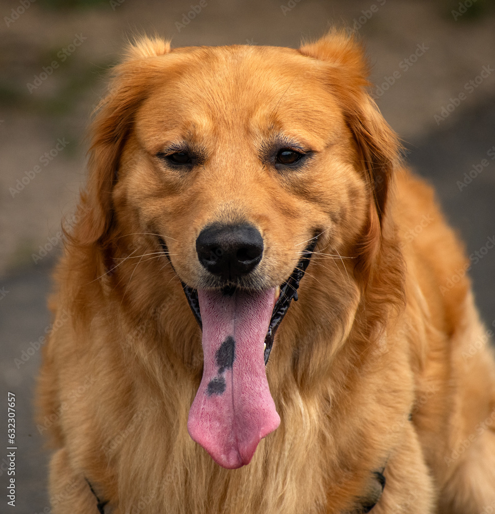 golden retriever with a long spotted tongue golden retriever with a long spotted tongue