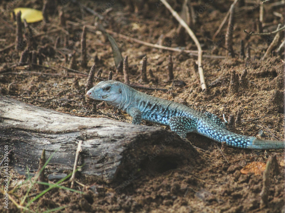 Fototapeta premium Lizard, Loíza, Puerto Rico