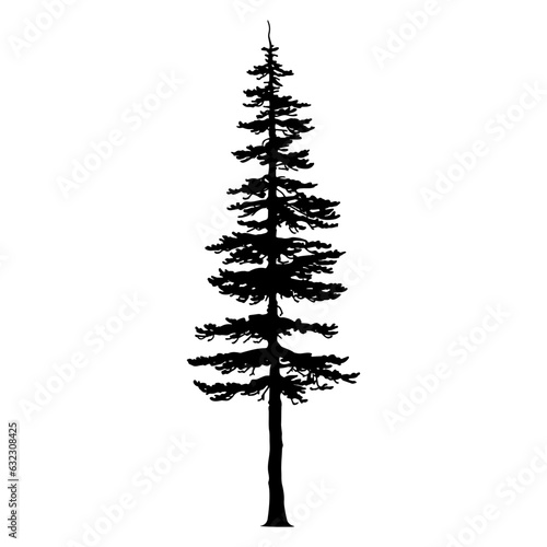 Douglas Fir tree silhouette. Vector illustration