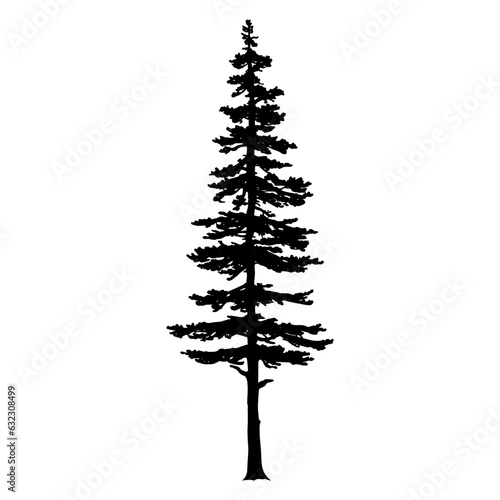 Douglas Fir tree silhouette. Vector illustration photo