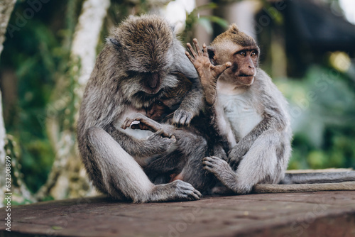 Photography Close up shot of twee monkeys searching hair
