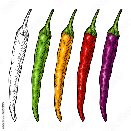 Whole yellow, purple, red and green pepper cayenne. Vintage vector engraving