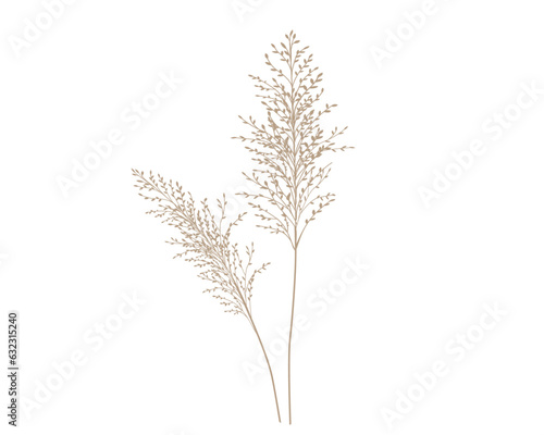 pampas naturel branch tree isolated on white background