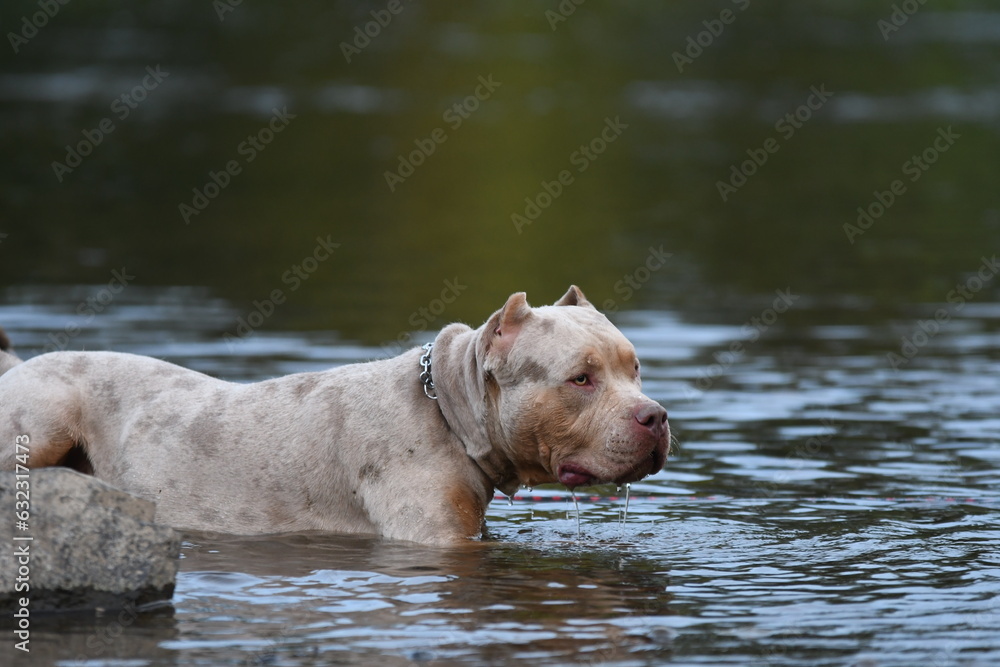 Un chien de race american bully XL dans une rivière Un chien de race american bully XL dans une rivière