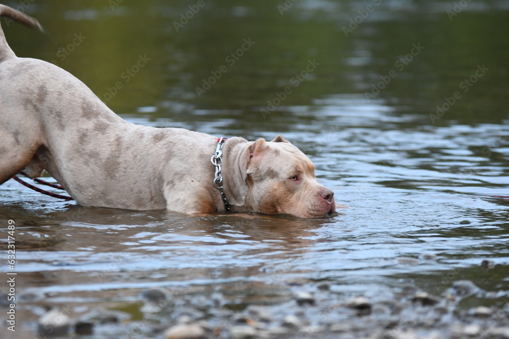 Un chien de race american bully XL dans une rivière Un chien de race american bully XL dans une rivière