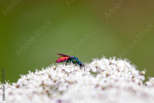 Ruby-tailed wasps, Chrysis ignita, on a flower photo
