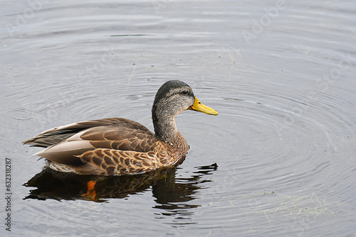 Closeup of a Mallard Duck swimming in a lake, with reflection 