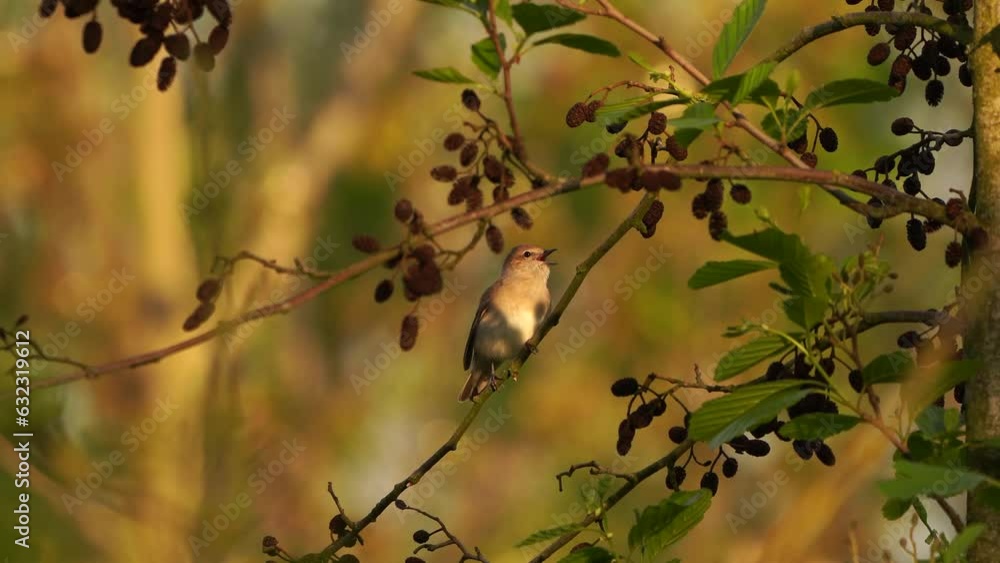 A singing garden warbler (Sylvia borin) in spring A singing garden warbler (Sylvia borin) in spring