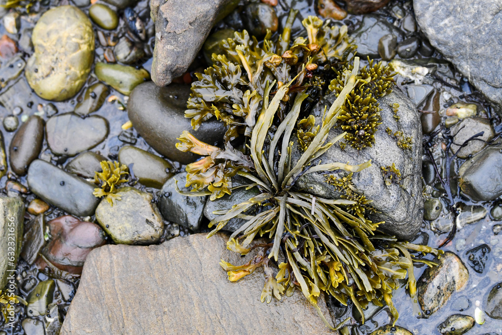 Close-up of seaweed or kelp hidden across stone or pebble on the shore of the St. Lawrence River.
