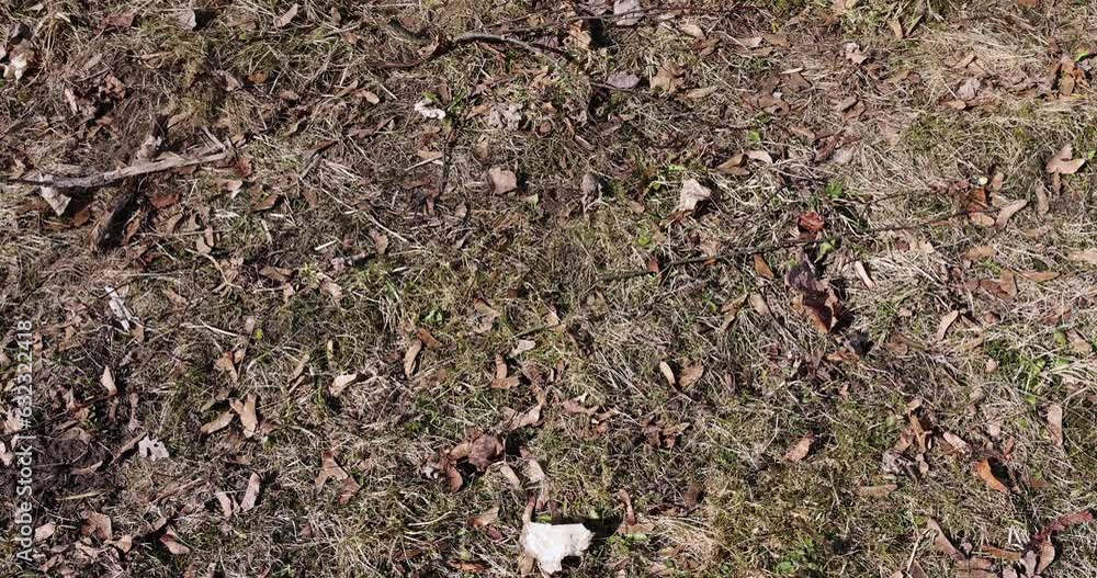 old leaves fallen in autumn on the ground in the spring season, old dry foliage of deciduous trees in spring old leaves fallen in autumn on the ground in the spring season, old dry foliage of deciduous trees in spring