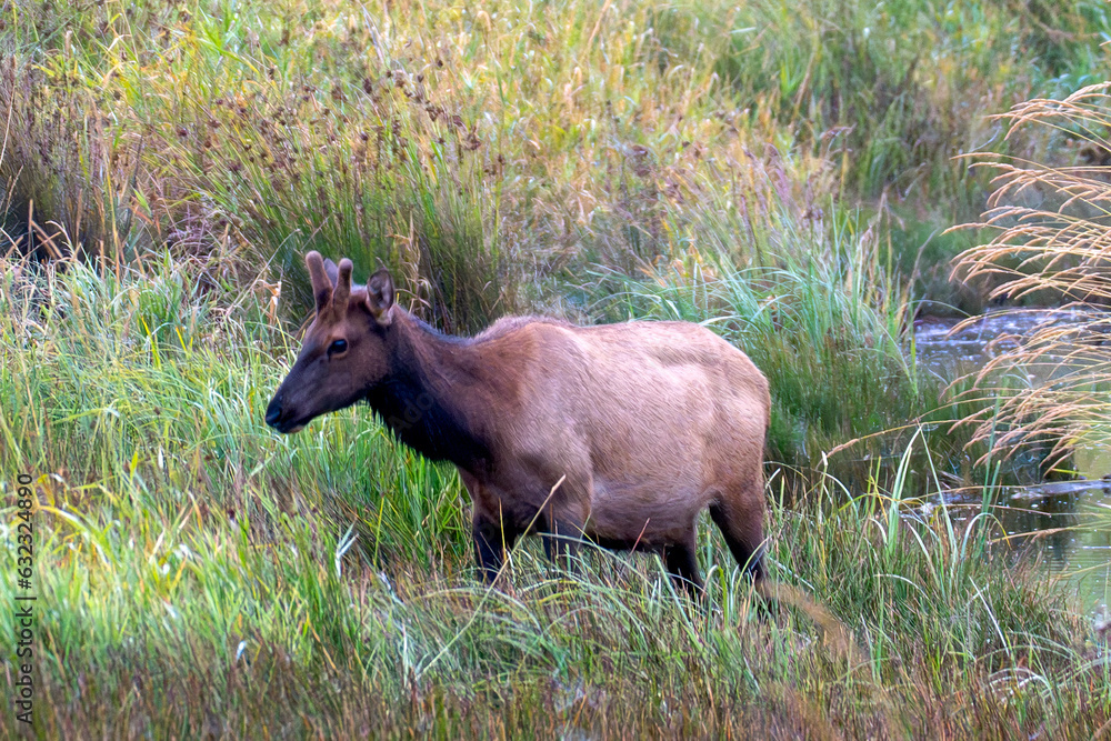 Wild Elk in a meadow near a stream on Oregon.