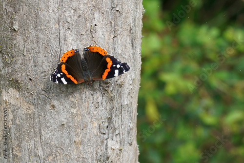 Closeup on a colorful red Admiral butterfly , Vanessa atalanta, warming up on a tree trunk with spread wings photo