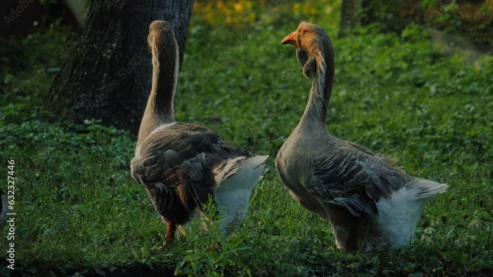 Goose close-up. Farm bird. Greylag geese slow motion. Goose close-up. Farm bird. Greylag geese slow motion.