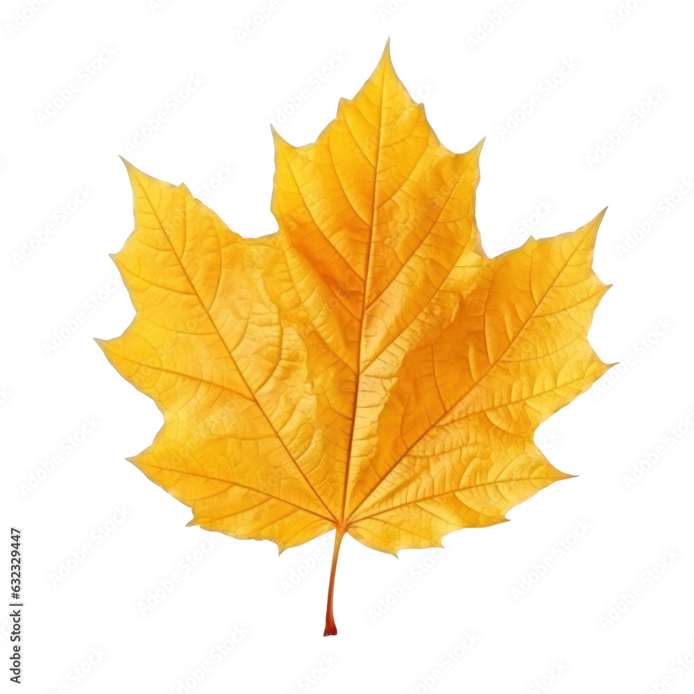 Autumn falling leaf isolated Autumn falling leaf isolated