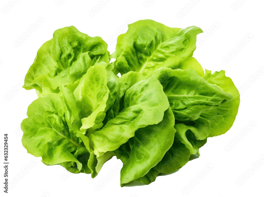 A green lettuce isolated A green lettuce isolated
