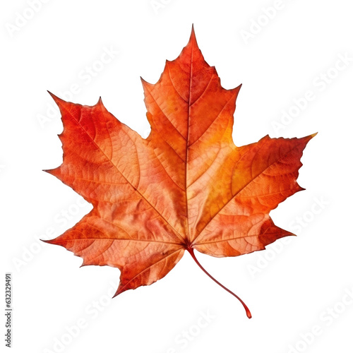 Autumn falling leaf isolated