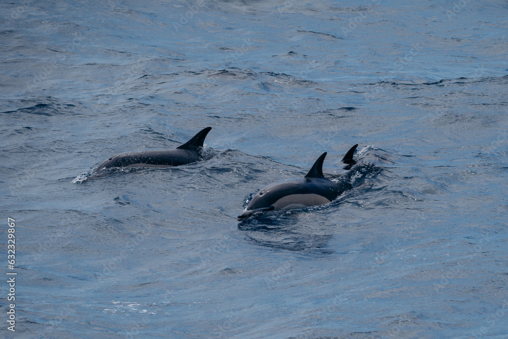 Naklejka premium The common dolphin is a globally found marine mammal recognized by its hourglass pattern and playful nature. High quality photo
