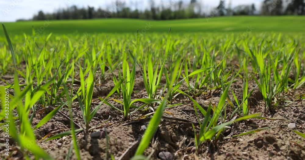 agricultural field with green wheat in the spring season, green young wheat in the spring season in sunny weather agricultural field with green wheat in the spring season, green young wheat in the spring season in sunny weather