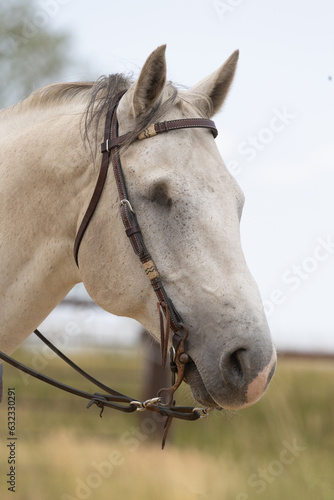 Fototapeta Naklejka Na Ścianę i Meble -  Side profile view of the head of a grey horse that is missing its right eye,