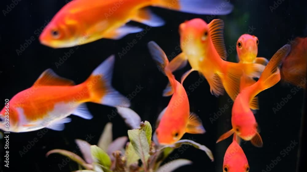 goldfish in an aquarium, colorful fishes swimming in a fish tank goldfish in an aquarium, colorful fishes swimming in a fish tank