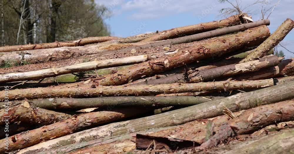 a pile of pine trunks for further processing at a sawmill, sawn pine logs lying on the forest territory a pile of pine trunks for further processing at a sawmill, sawn pine logs lying on the forest territory