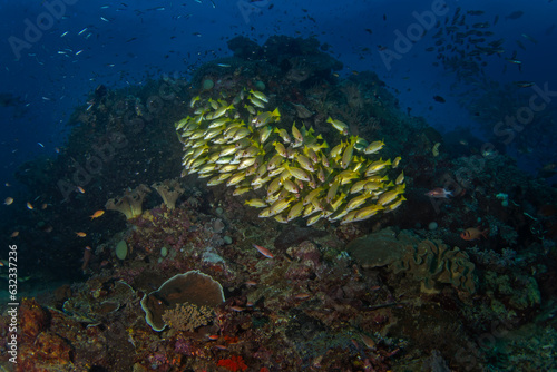 Lutjanus rufolineatus on the seabed in Raja Ampat. Golden lined snapper during the dive in Indonesia.  Shoal of yellow fish near the bottom. 
