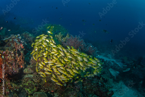 Lutjanus rufolineatus on the seabed in Raja Ampat. Golden lined snapper during the dive in Indonesia. Shoal of yellow fish near the bottom. 