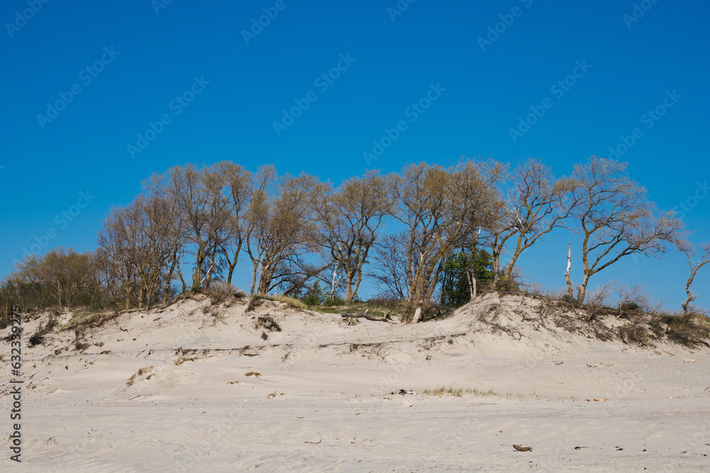 Trees on the dunes of the Baltic Spit, Baltiysk, Kaliningrad region Trees on the dunes of the Baltic Spit, Baltiysk, Kaliningrad region