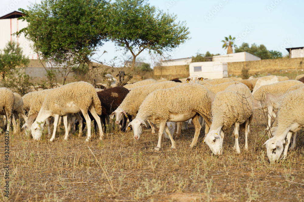 A herd of sheep grazes on a summer field, eating grass and leaves from the bushes A herd of sheep grazes on a summer field, eating grass and leaves from the bushes