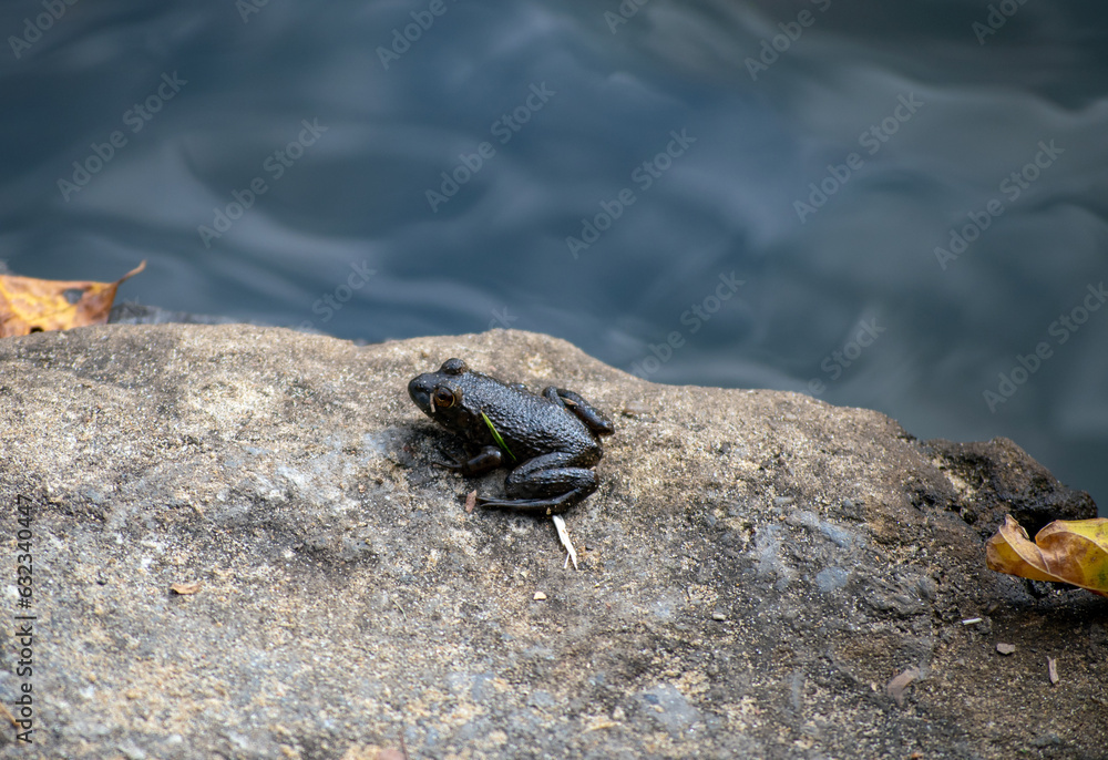 Small frog on a rock in Arkansas Small frog on a rock in Arkansas
