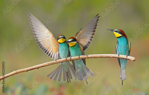 European Bee-eater standing on a branch with their wings spread.