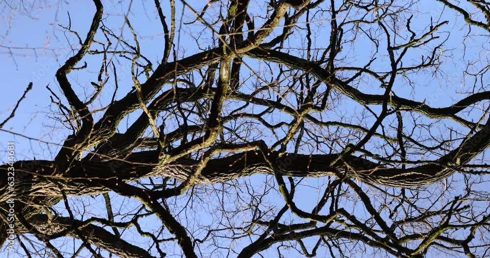 Bare trees in early spring in sunny clear weather, blue sky and a large number of trees growing in the spring park Bare trees in early spring in sunny clear weather, blue sky and a large number of trees growing in the spring park