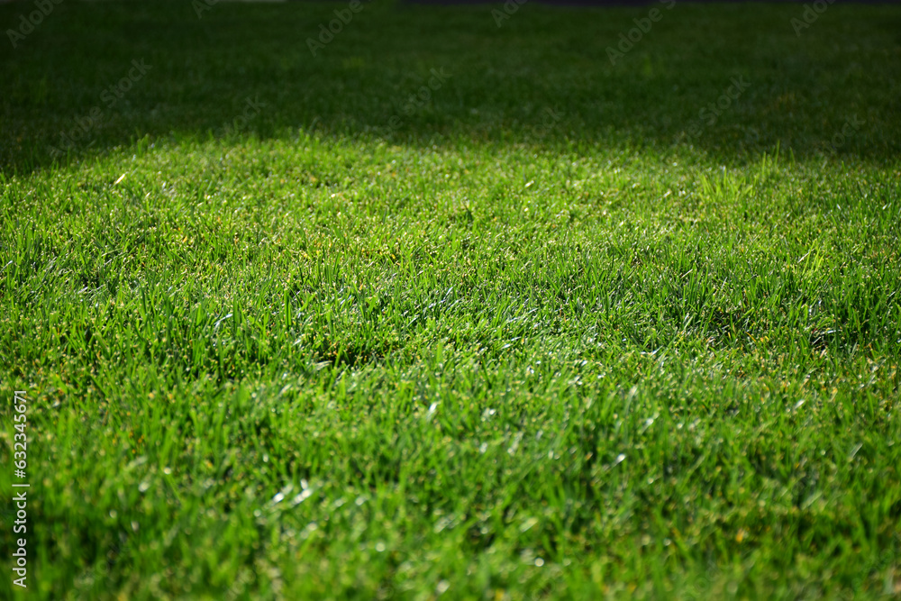 A bright green grassy lawn