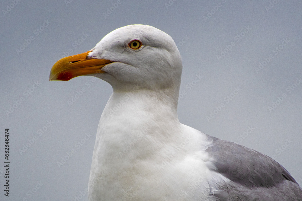 Closeup of seagull during cloudy day Closeup of seagull during cloudy day