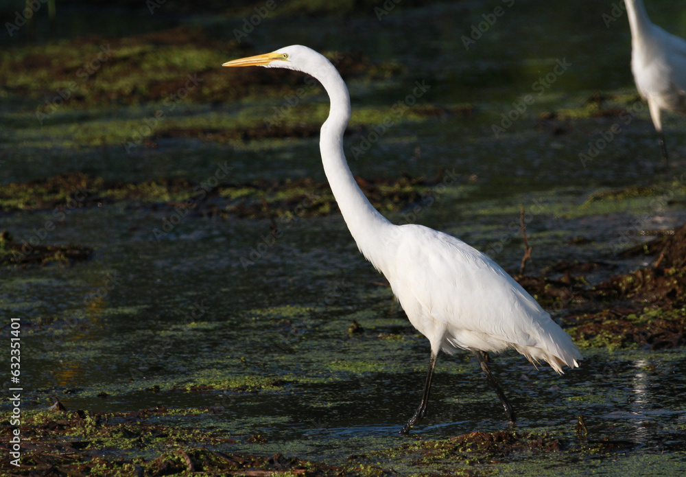 Fototapeta premium Great Egret standing in swamp or marsh morning sun