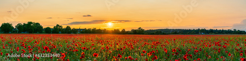 Red poppy flowers field at sunset 