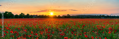 Red poppy flowers field at sunset 