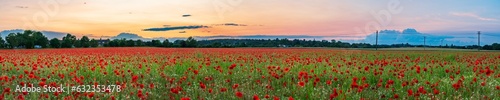 Red poppy flowers field at sunset 
