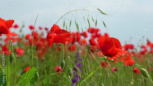 Blooming red poppies flowers close-up