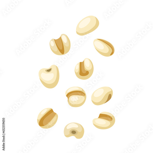 Vector illustration, Jobs tears or adlay millet,scientific name Coix lacryma-jobi, isolated on white background.