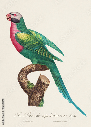 Vintage parrot illustration. Zoologically detailed French depiction (circa 1805)  photo