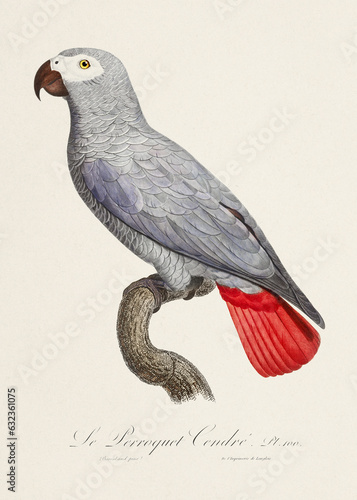 Vintage parrot illustration. Zoologically detailed French depiction (circa 1805) 