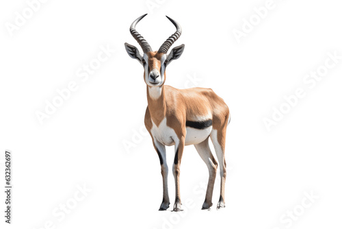 African Springbok isolated on transparent background. photo