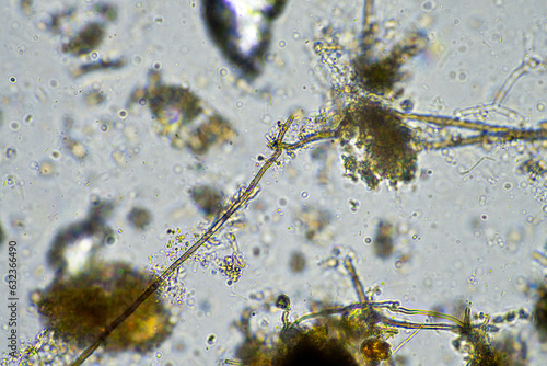 fungal hyphae on a soil sample on a farm. fungi storing carbon in the soil photo