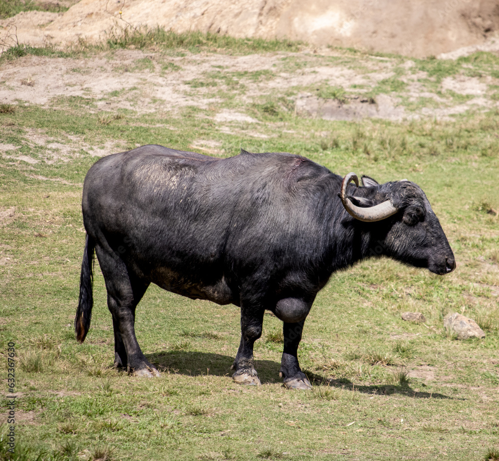 Bufalo africano