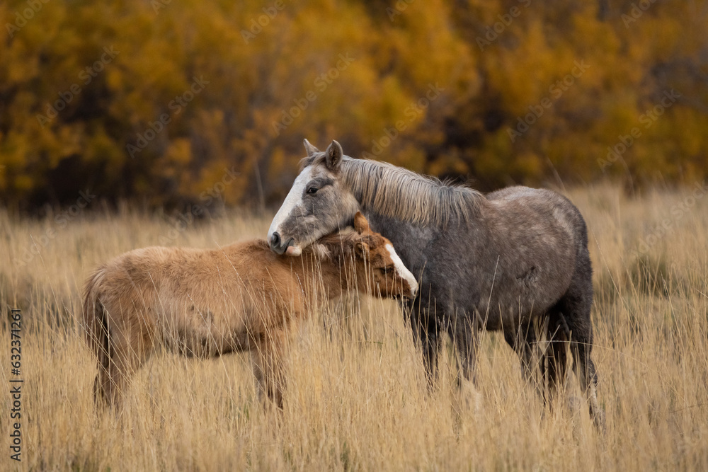 Female horse and her foal crossing their necks in the field in the middle of a meadow. Autumn colorful background. Female horse and her foal crossing their necks in the field in the middle of a meadow. Autumn colorful background.