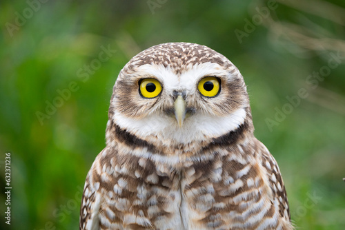 Portrait of an owl (Athene cunicularia) with its striking yellow eyes and a green background.